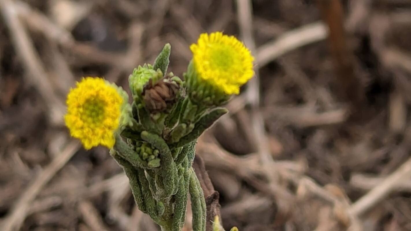 Pulicaria sicula flower