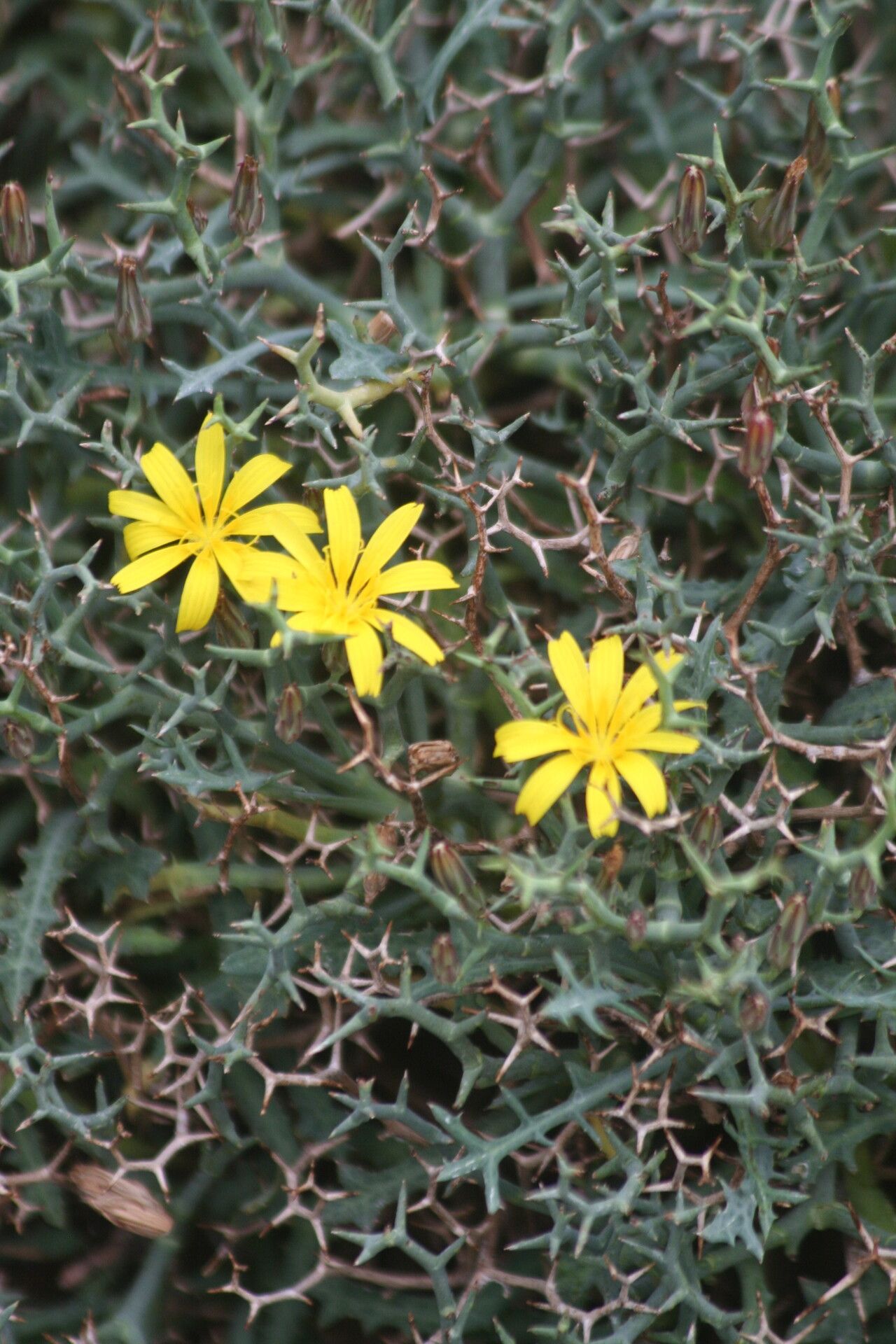 Launaea cervicornis flower