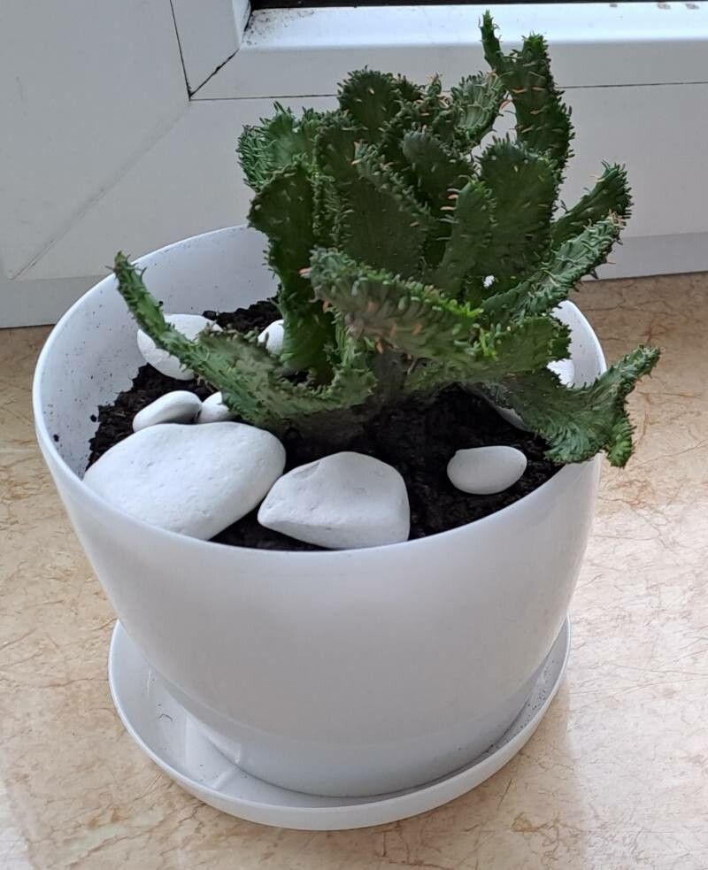 Euphorbia procumbens — houseplant care guide