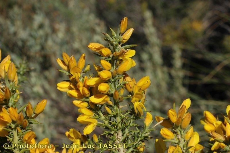 Ulex baeticus other