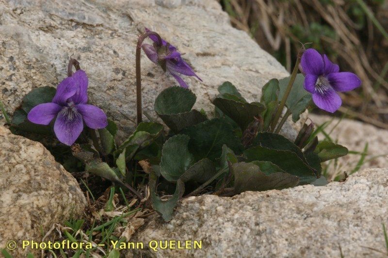 Viola pyrenaica habit
