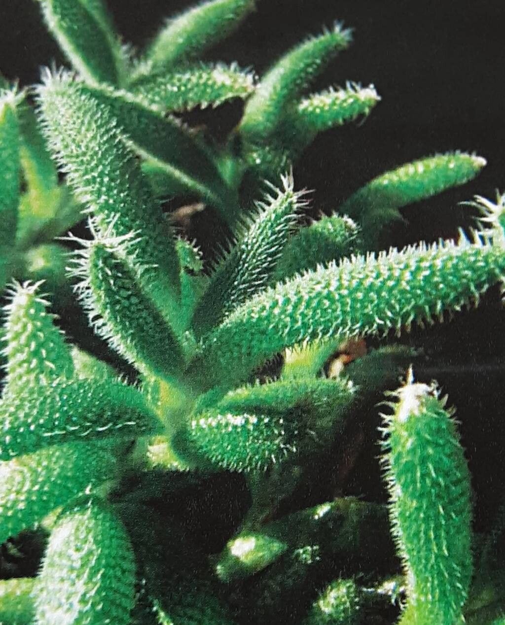 Trichodiadema fergusoniae — related species from the same genus