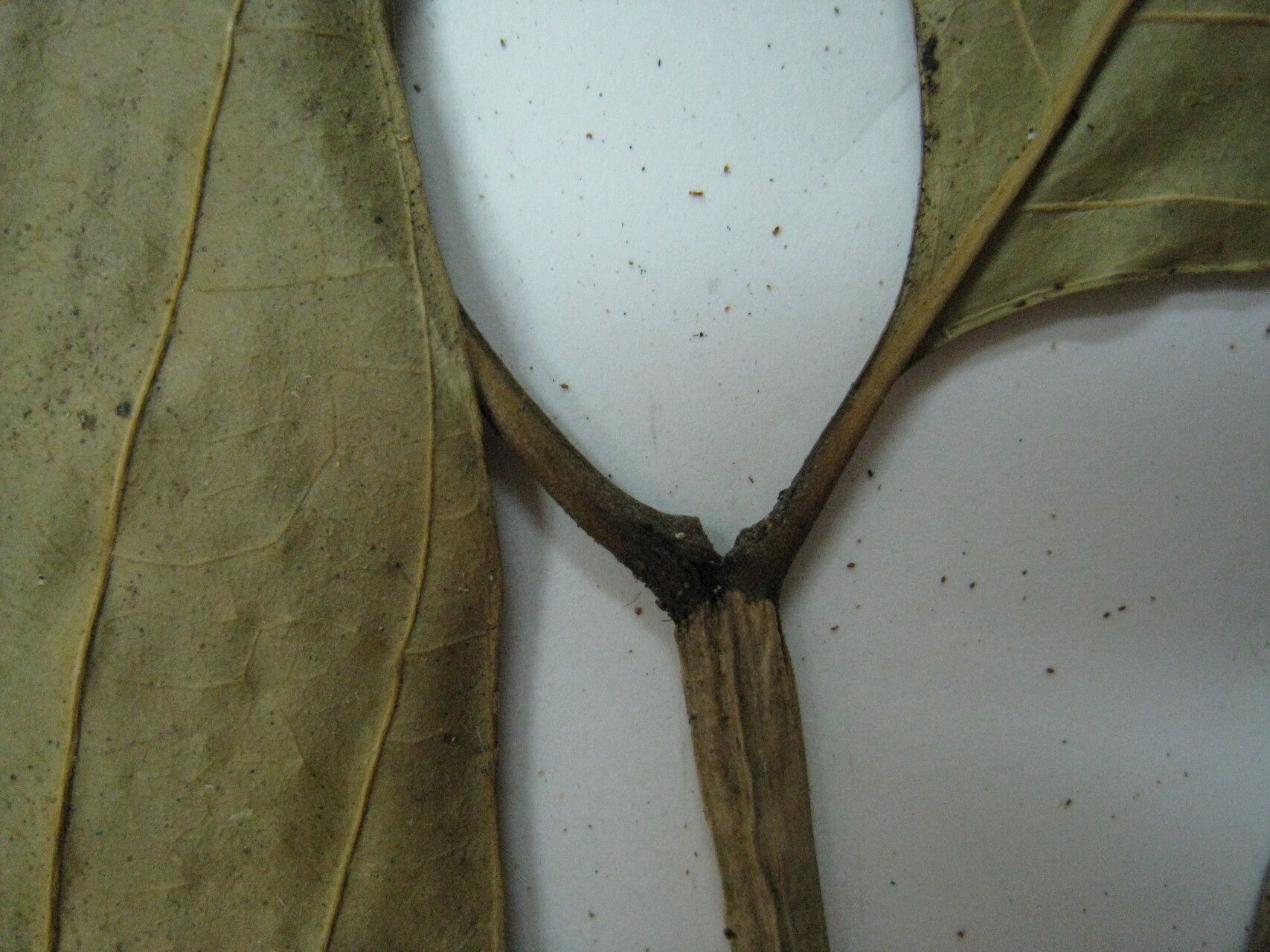 Bonafousia sananho — related species from the same genus