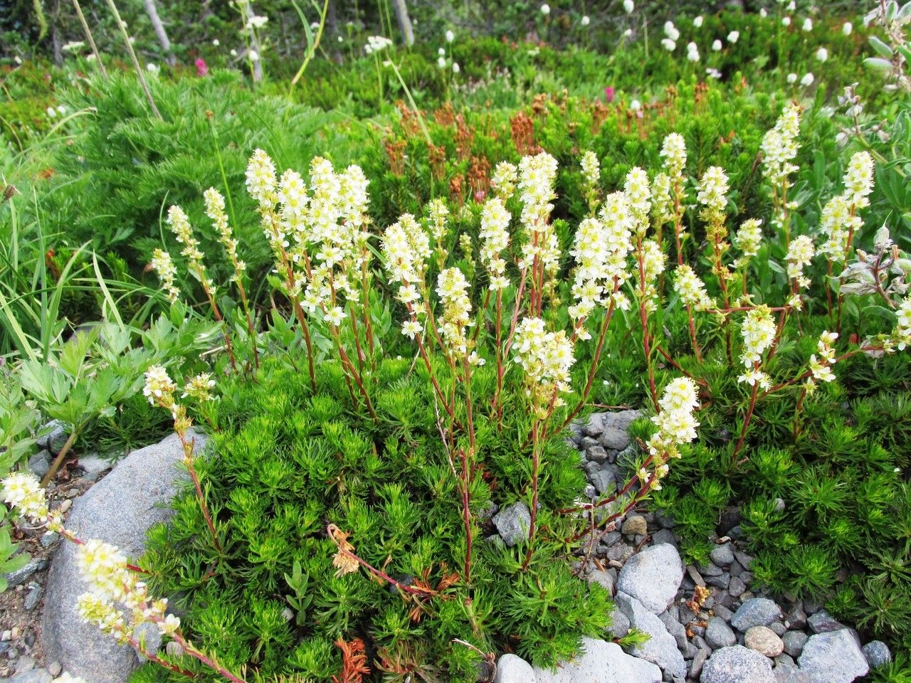 Luetkea pectinata habit