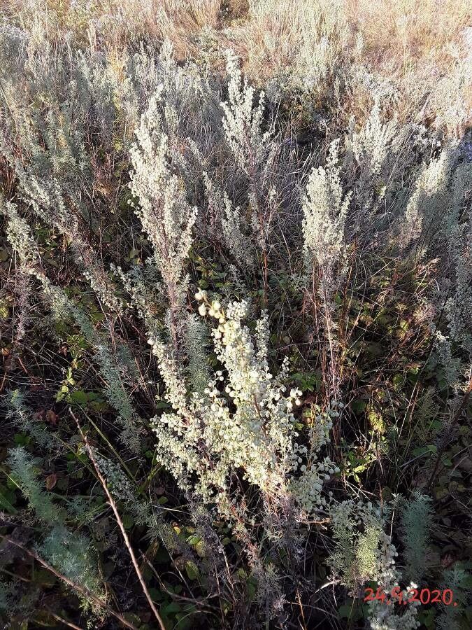 Artemisia pontica flower