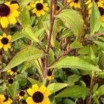 Rudbeckia triloba