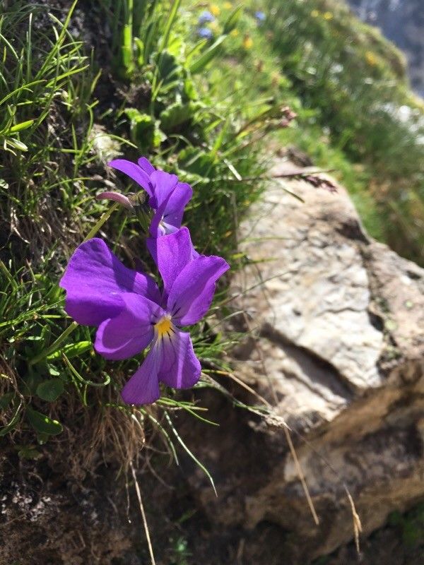 Viola calcarata flower