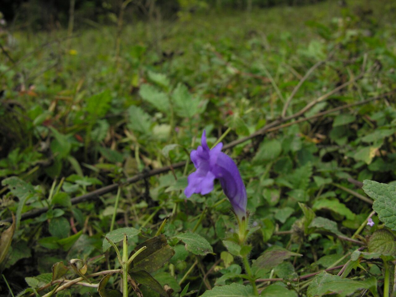 Strobilanthes extensa habit