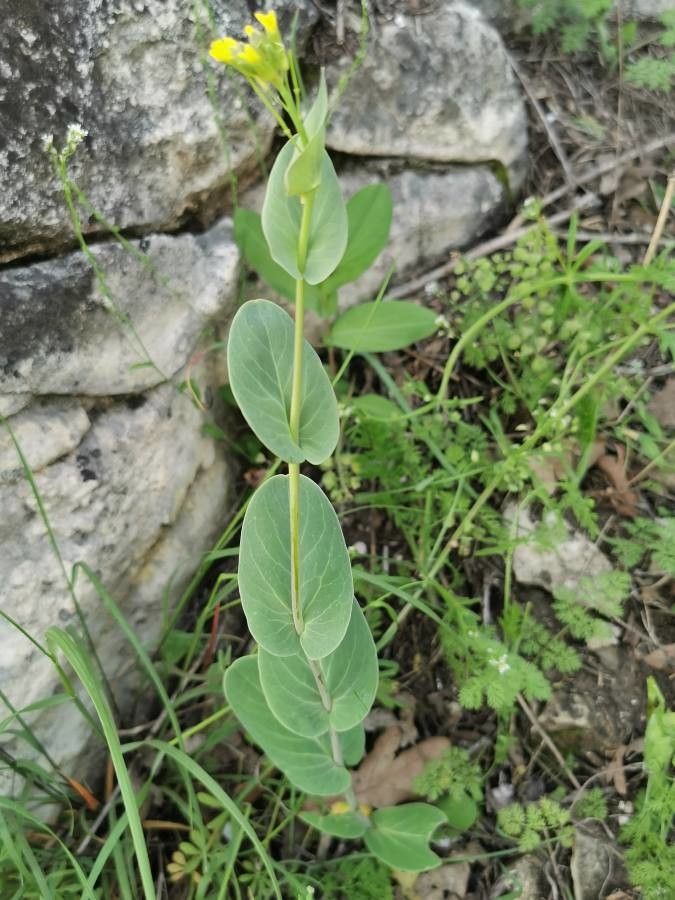 Conringia austriaca leaf