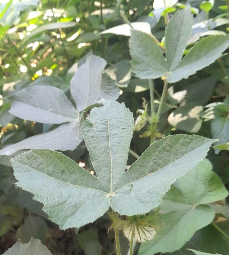 Dalechampia stenosepala — houseplant care guide