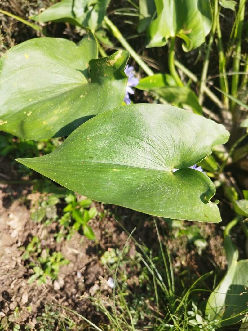 Pontederia hastata leaf