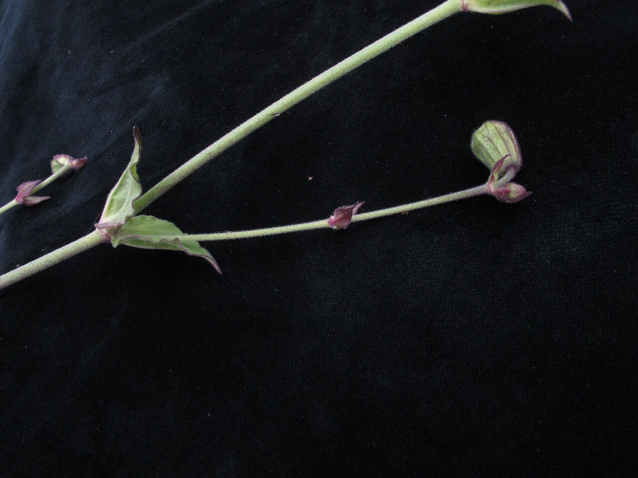 Silene edgeworthii habit