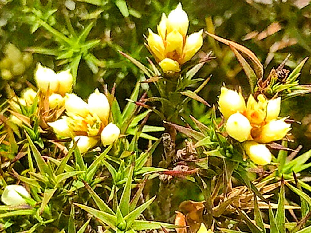 Richea acerosa — related species from the same genus