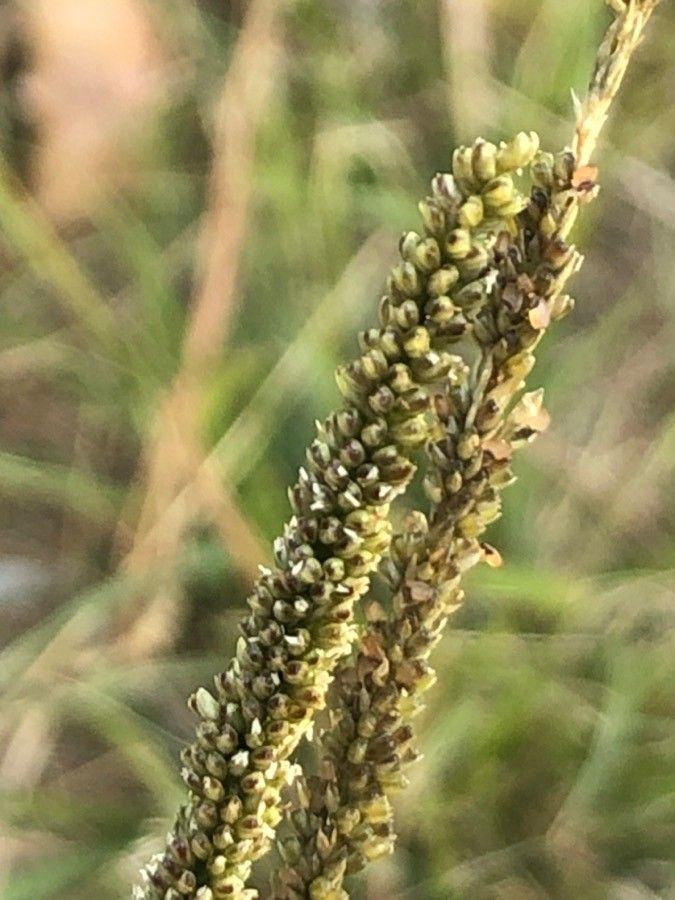 Sporobolus indicus flower