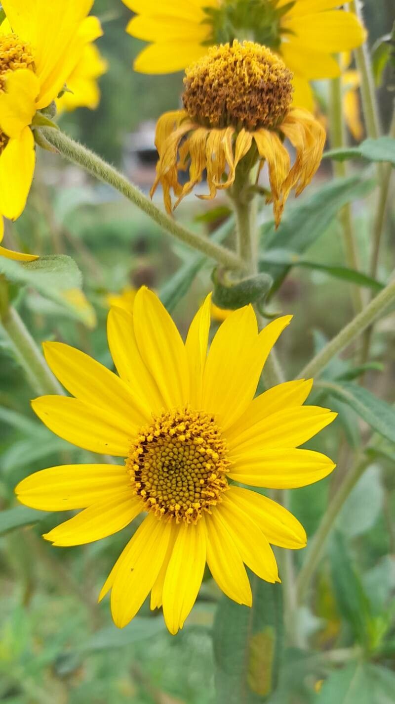 Aldama helianthoides flower