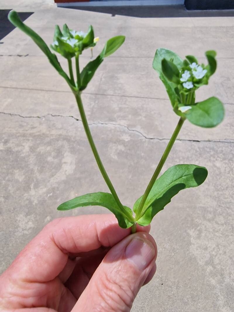 Valeriana woodsiana leaf
