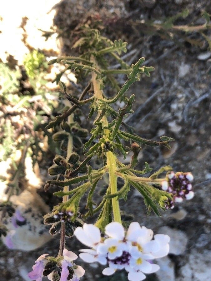 Iberis pectinata — search result for 'Iberis'