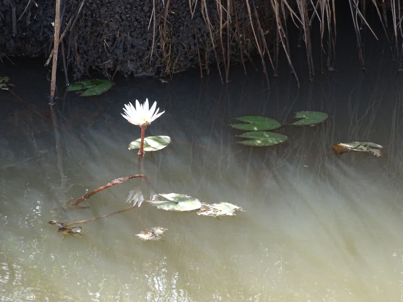 Nymphaea micrantha flower