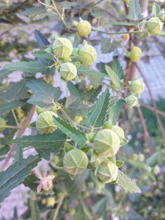 Pavonia hastata fruit