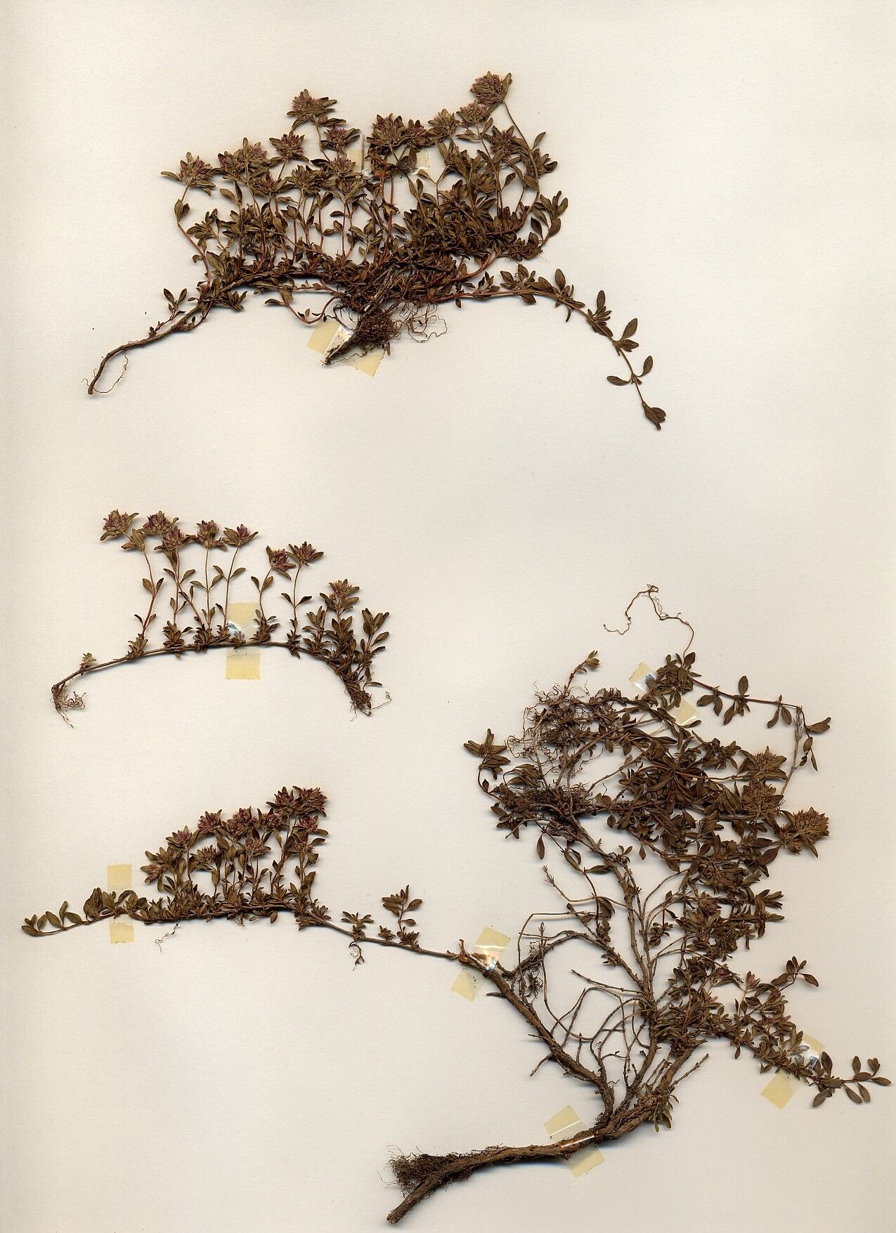 Thymus linearis habit