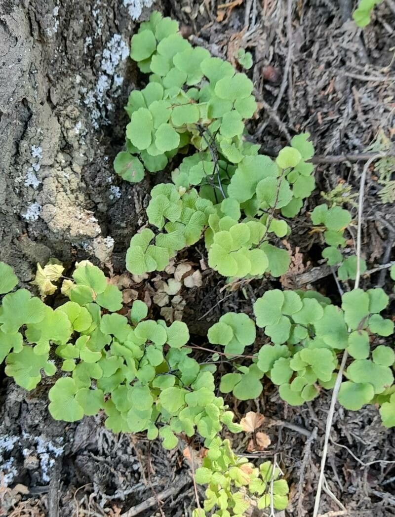 Adiantum scabrum habit