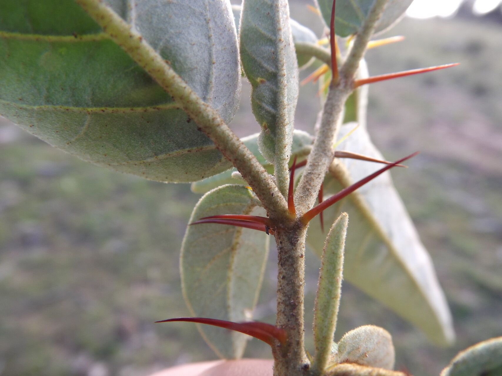 Solanum tetrathecum — houseplant care guide