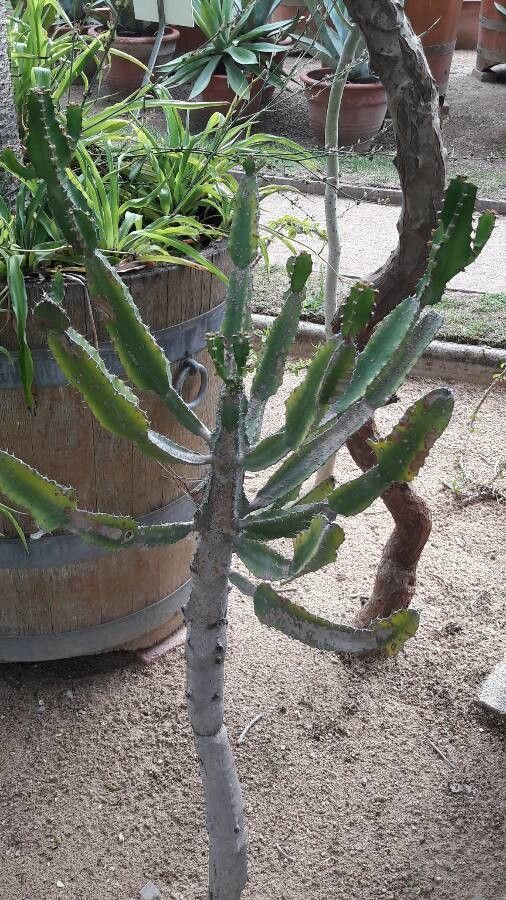 Euphorbia triangularis habit