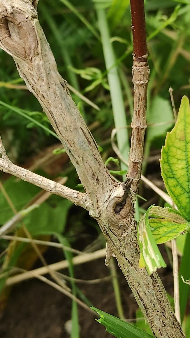 Diabelia spathulata bark