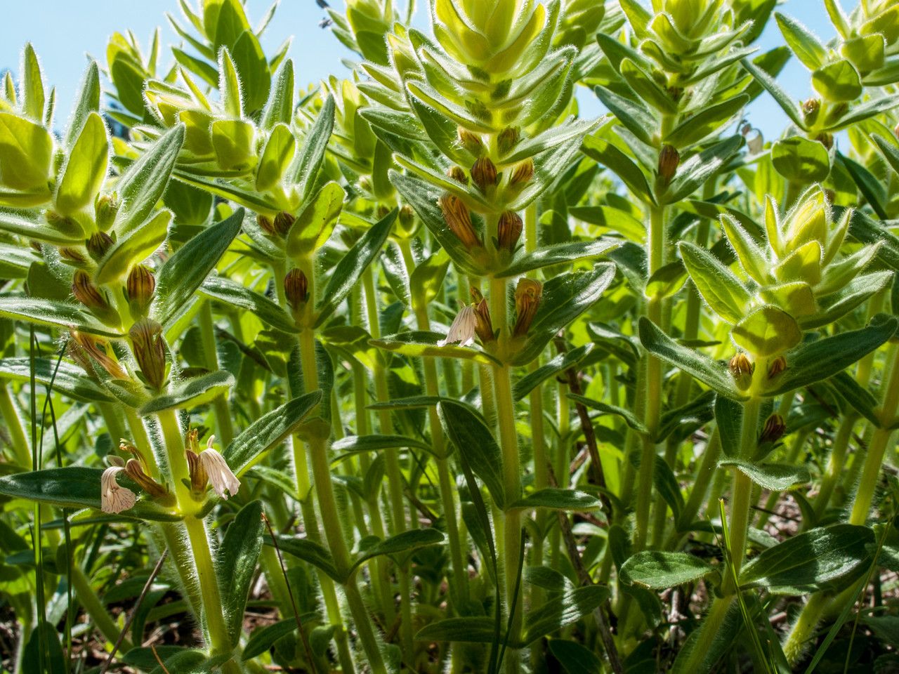 Ajuga laxmannii leaf