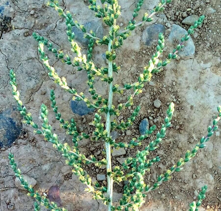 Salsola genistoides flower