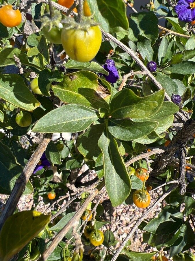 Lycianthes rantonnetii leaf