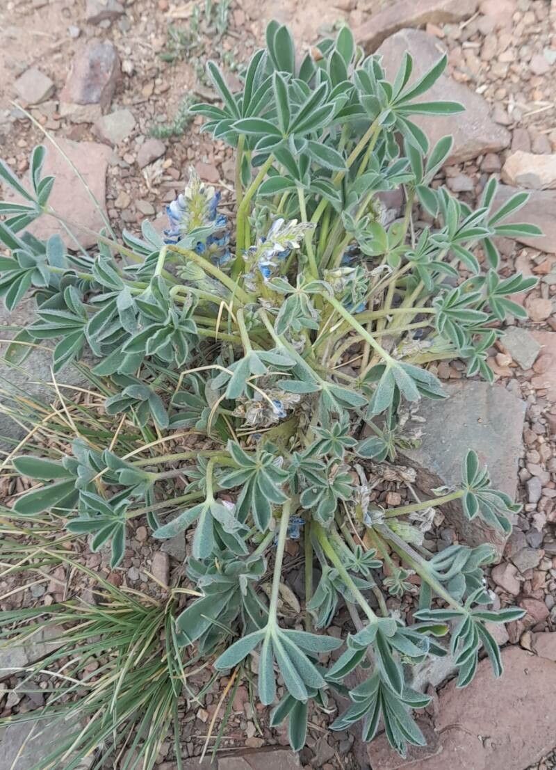 Lupinus andicola habit