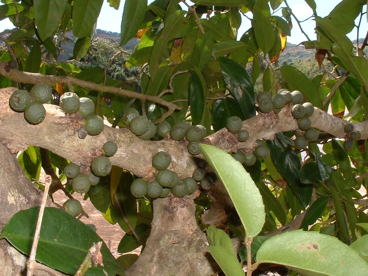 Drypetes comorensis — houseplant care guide