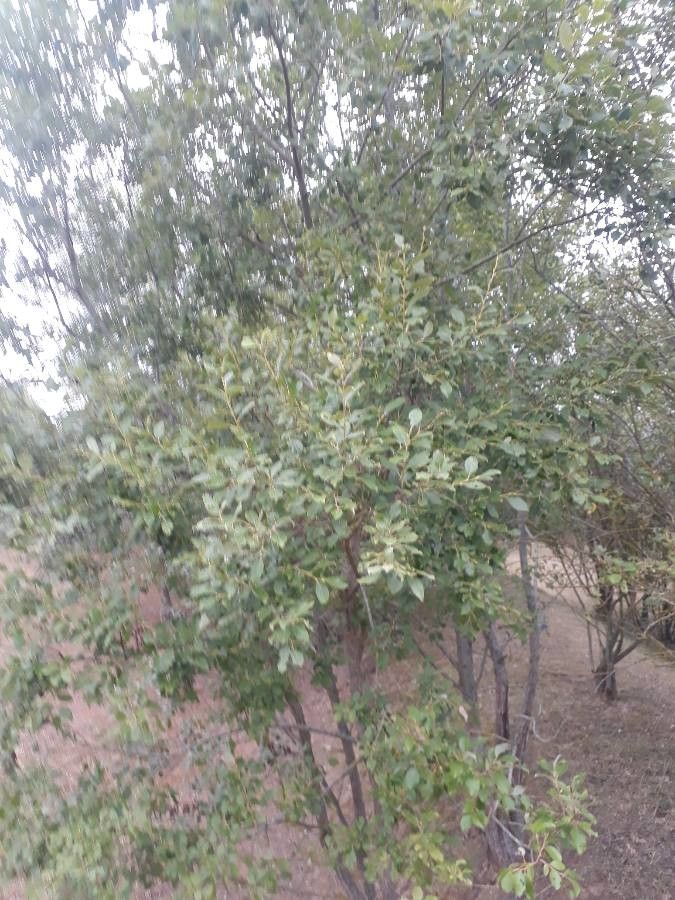 Quercus havardii — houseplant care guide