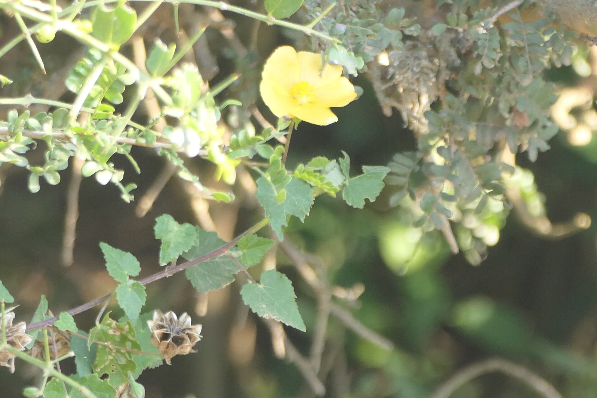 Abutilon sonneratianum habit