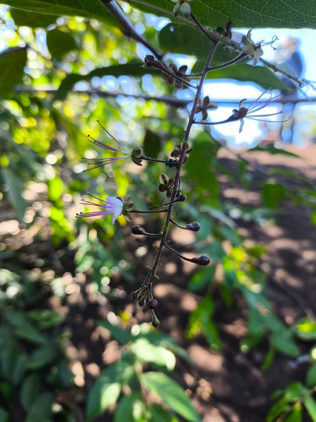 Hirtella gracilipes flower