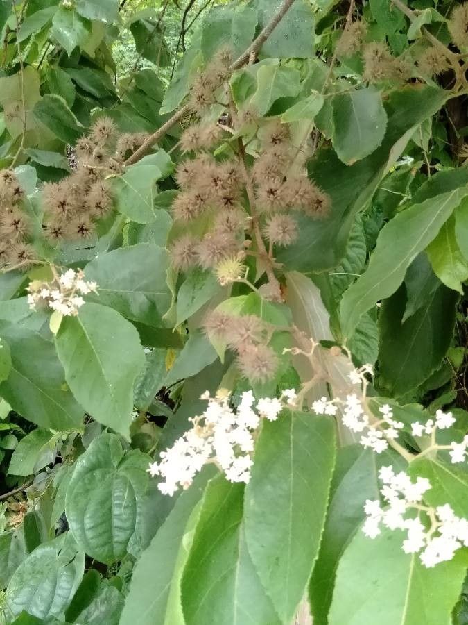Commersonia bartramia leaf