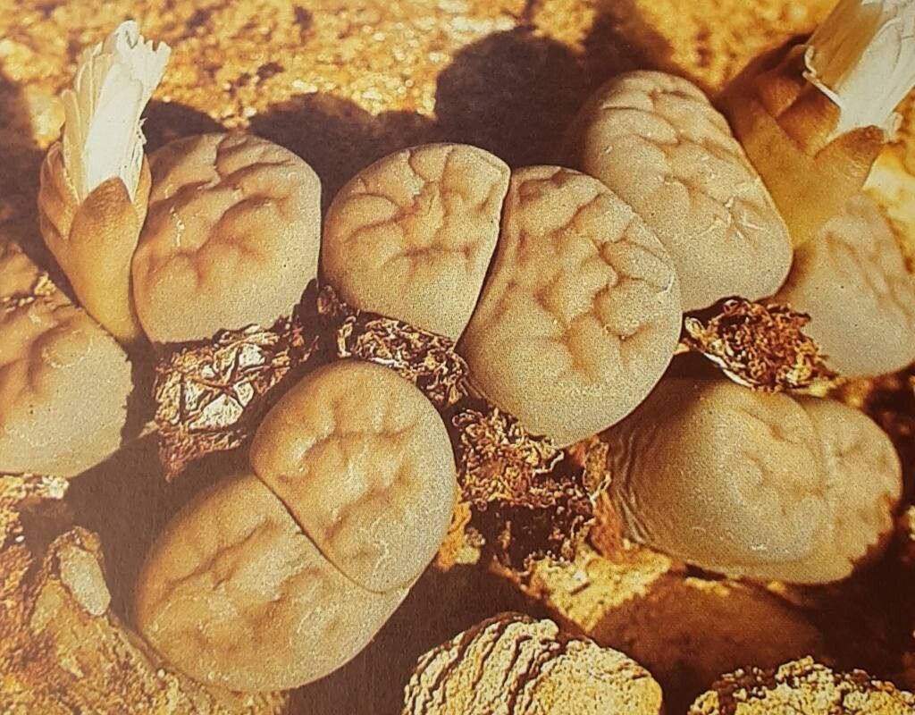 Lithops bella — related species from the same genus