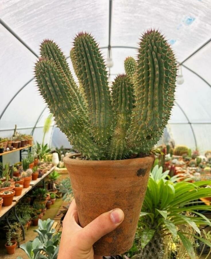Hoodia gordonii leaf