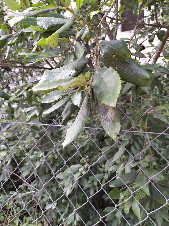 Noltea africana leaf