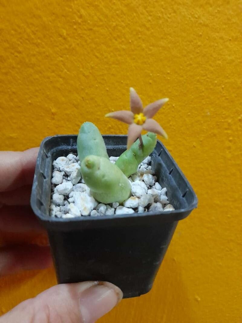 Piaranthus geminatus flower