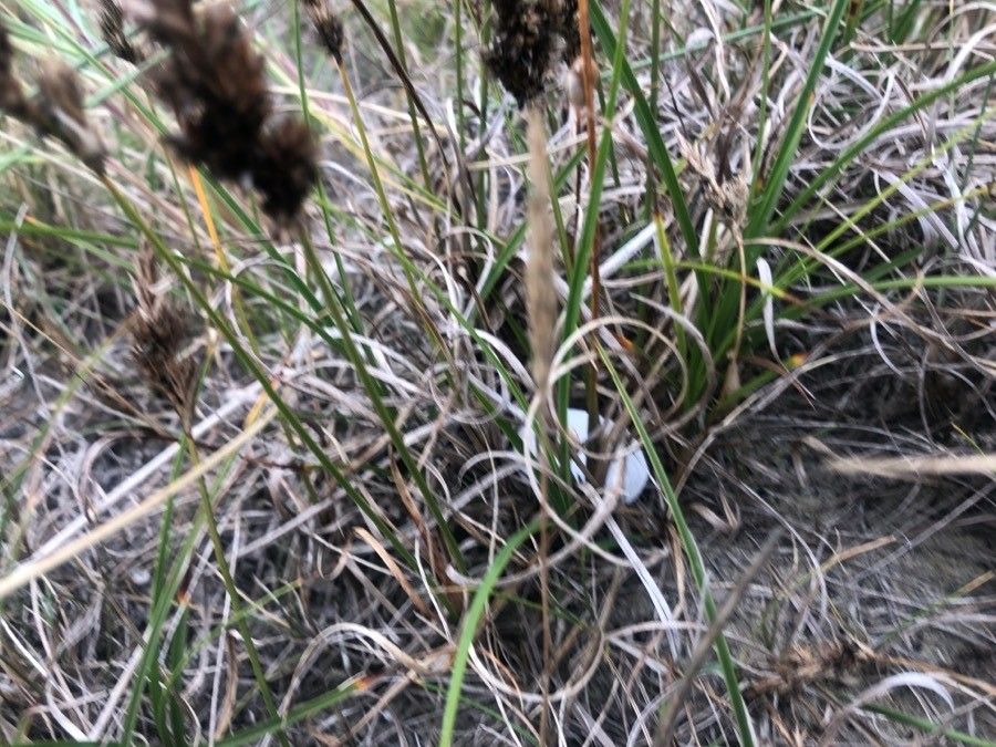 Carex arenaria
