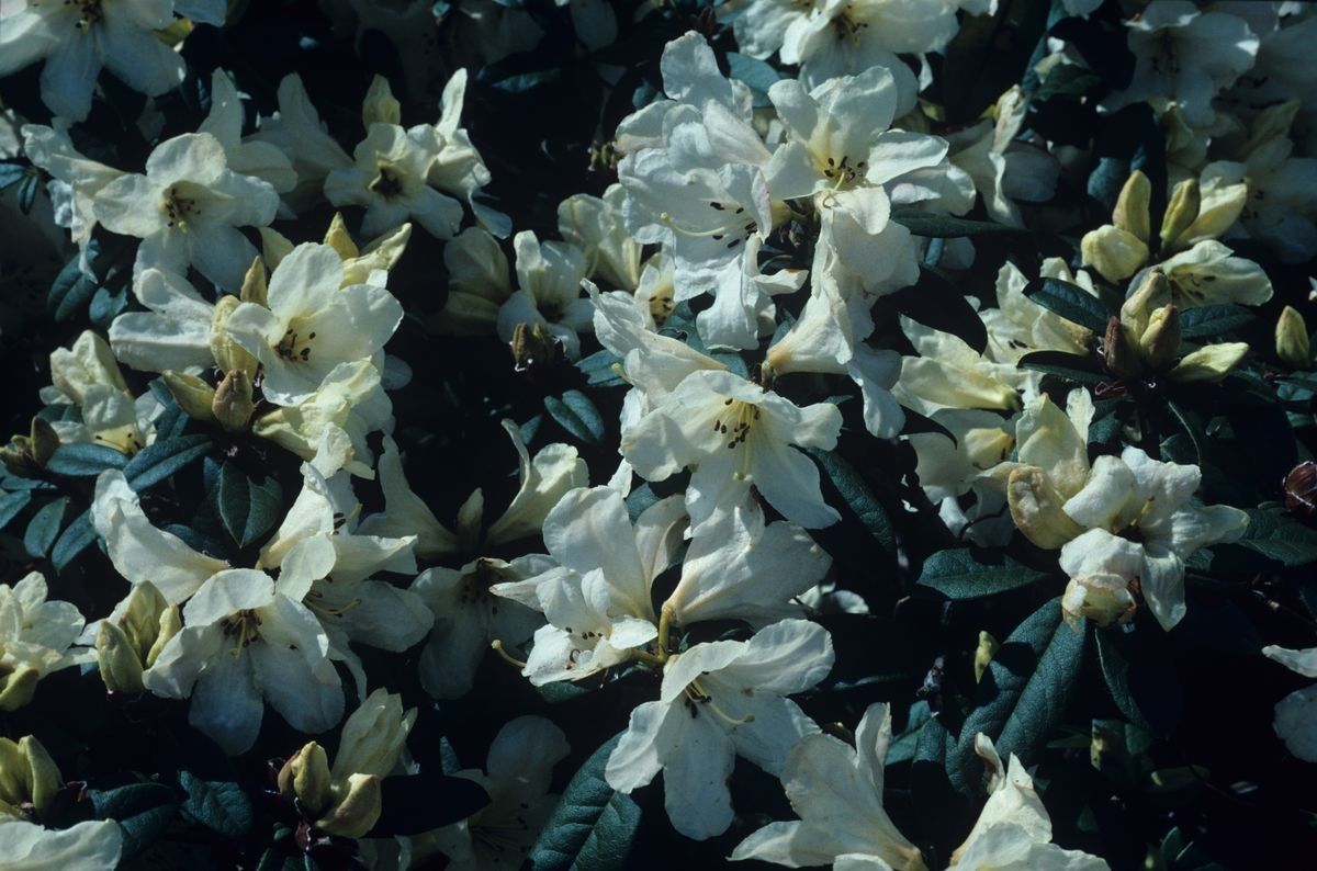 Rhododendron burmanicum flower