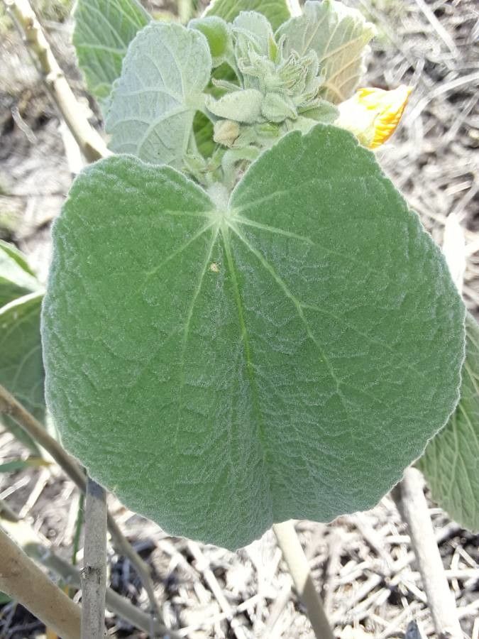 Pavonia gallaensis leaf