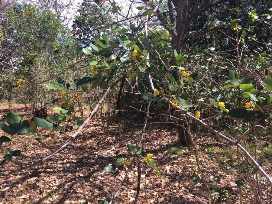 Senna atomaria other