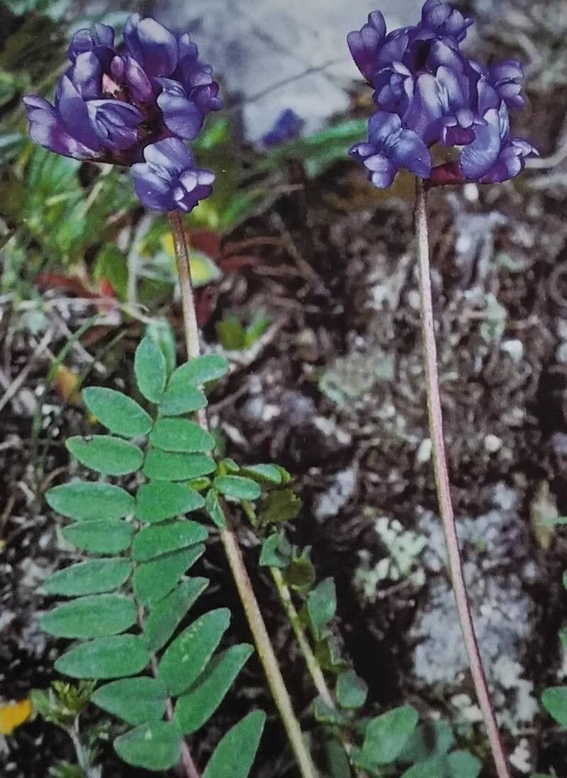 Oxytropis montana flower