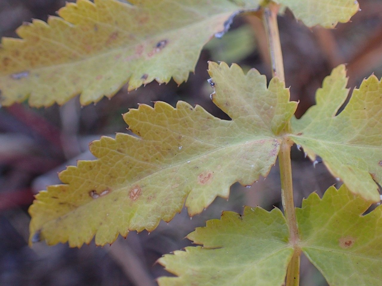 Peucedanum cervaria — houseplant care guide