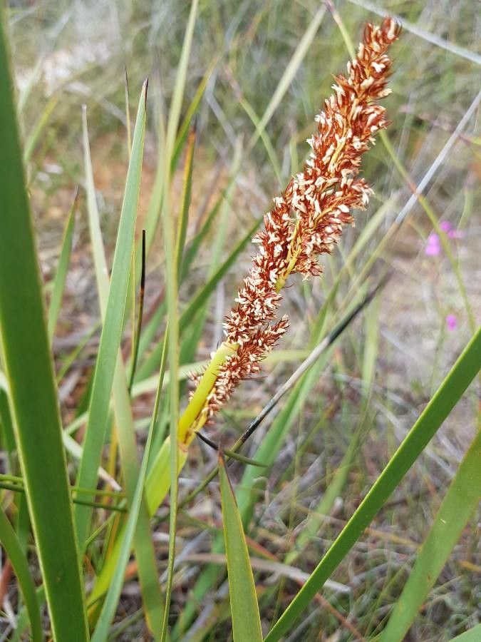 Eragrostis variabilis flower