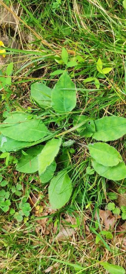 Hieracium nobile habit