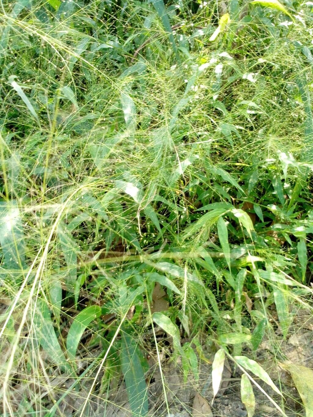 Panicum brevifolium flower